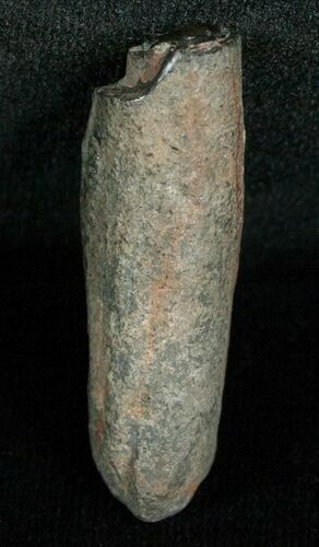 Miocene Aged Fossil Whale Tooth - #5662
